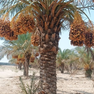 نخل خرمای سَعمران