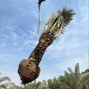 محصول نمونه 10