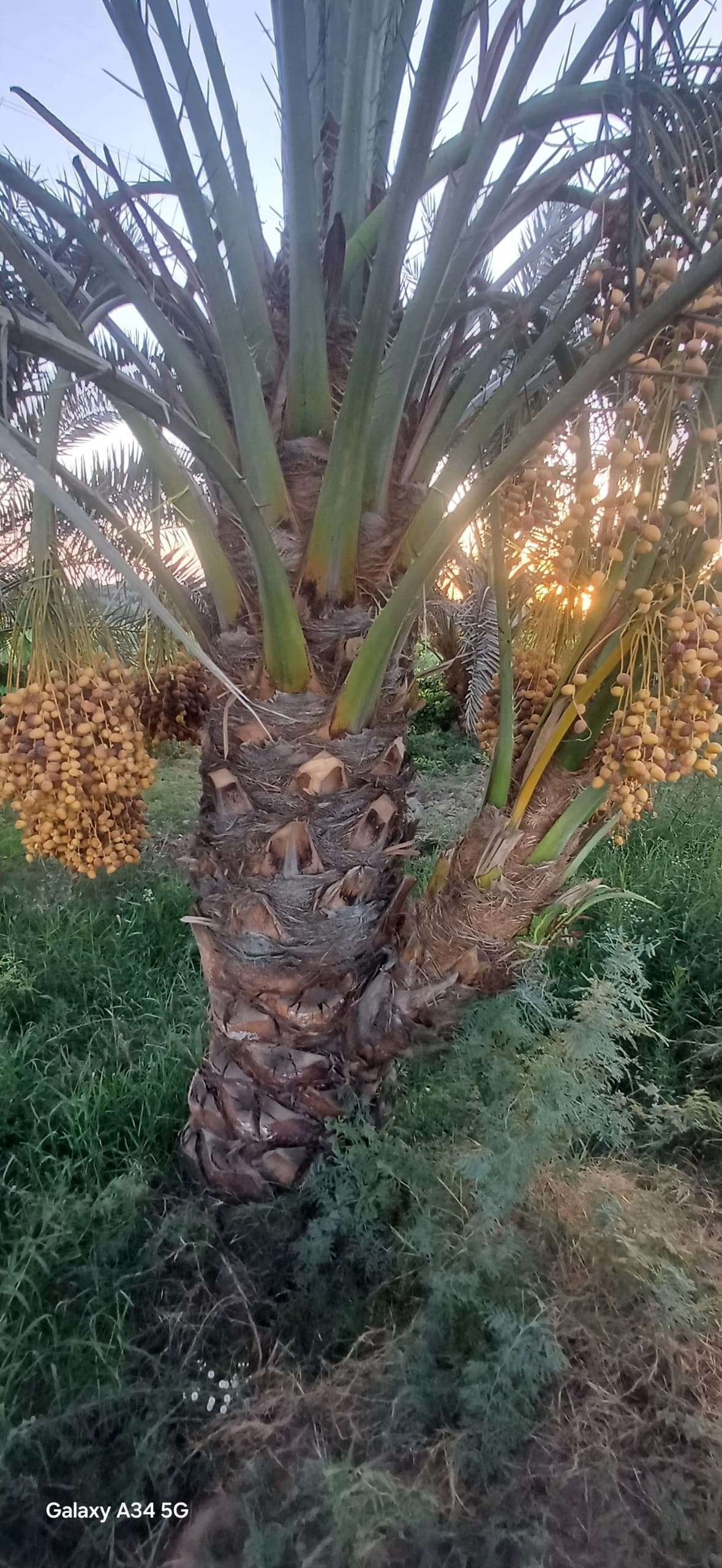 راه خرید و کاشت نخل خرما