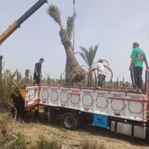  از صفر تا صد کاشت نخل خرما