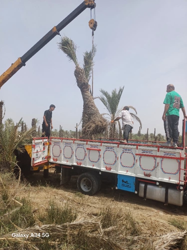  از صفر تا صد کاشت نخل خرما