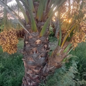 راه خرید و کاشت نخل خرما