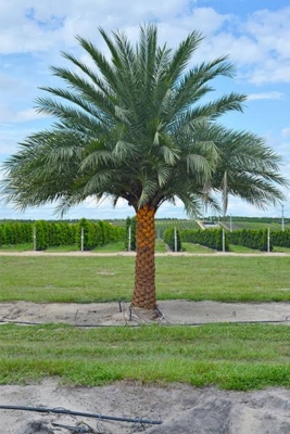 فروش نخل خرما در اهواز