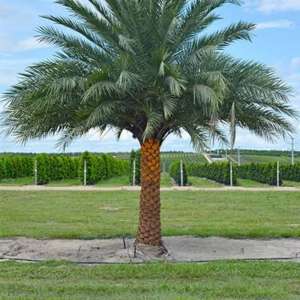 فروش نخل خرما در اهواز